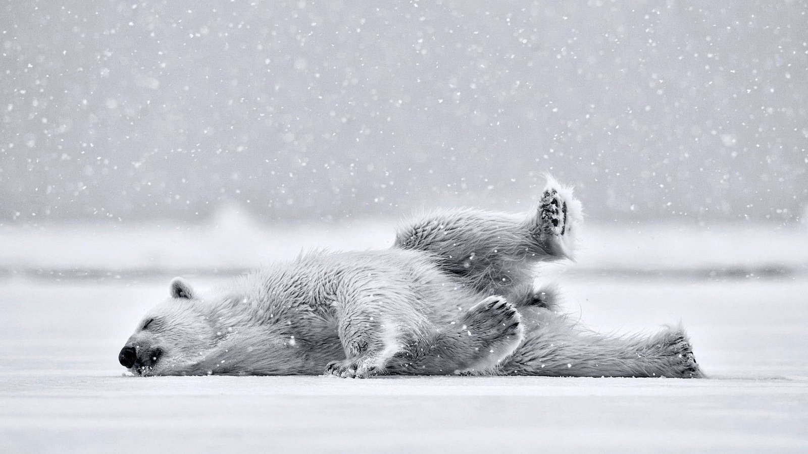 Обои полярный медведь, медведь, белый медведь, polar bear, bear разрешение 1920x1200 Загрузить