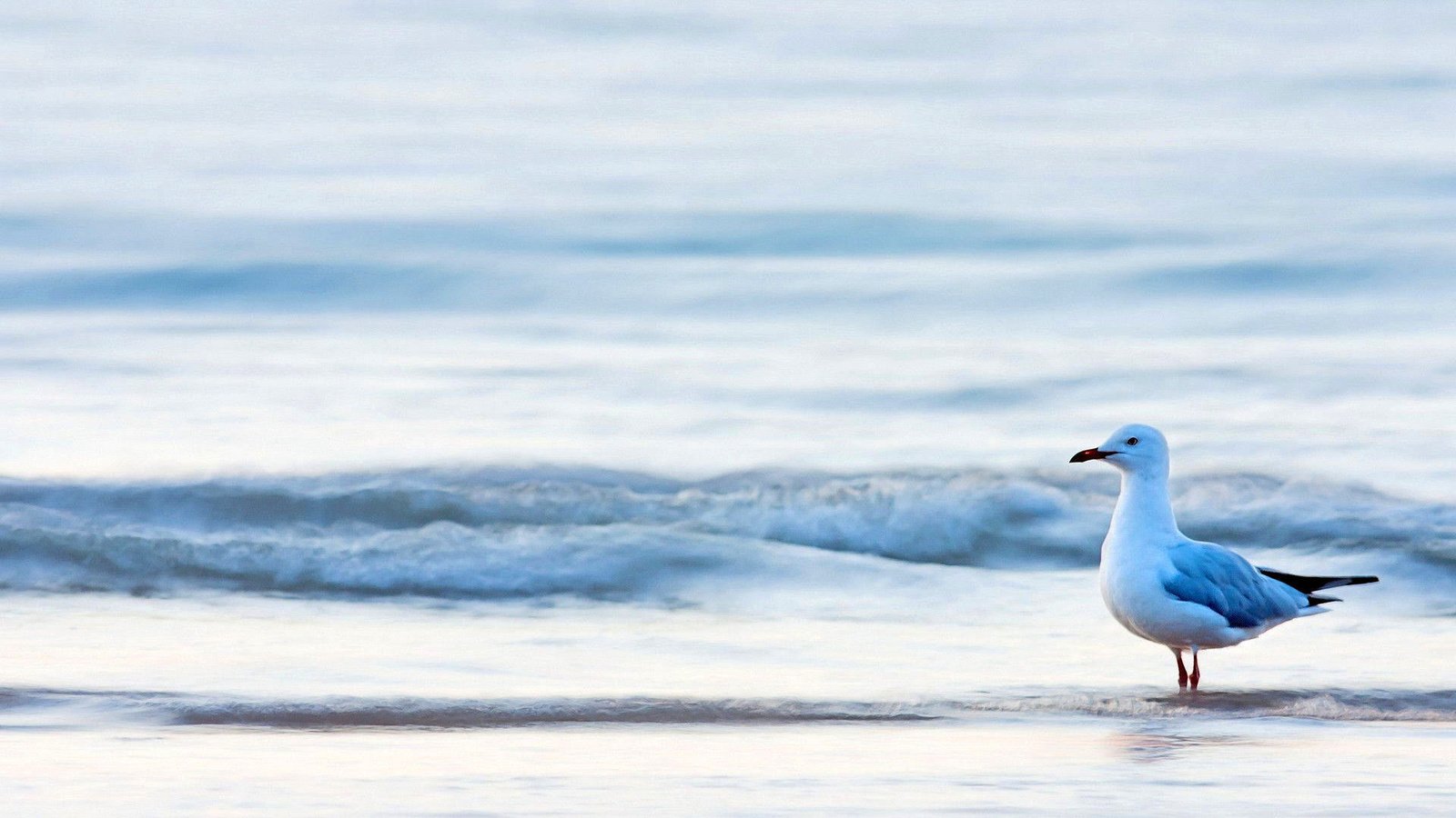 Обои море, чайка, птица, sea, seagull, bird разрешение 1920x1080 Загрузить