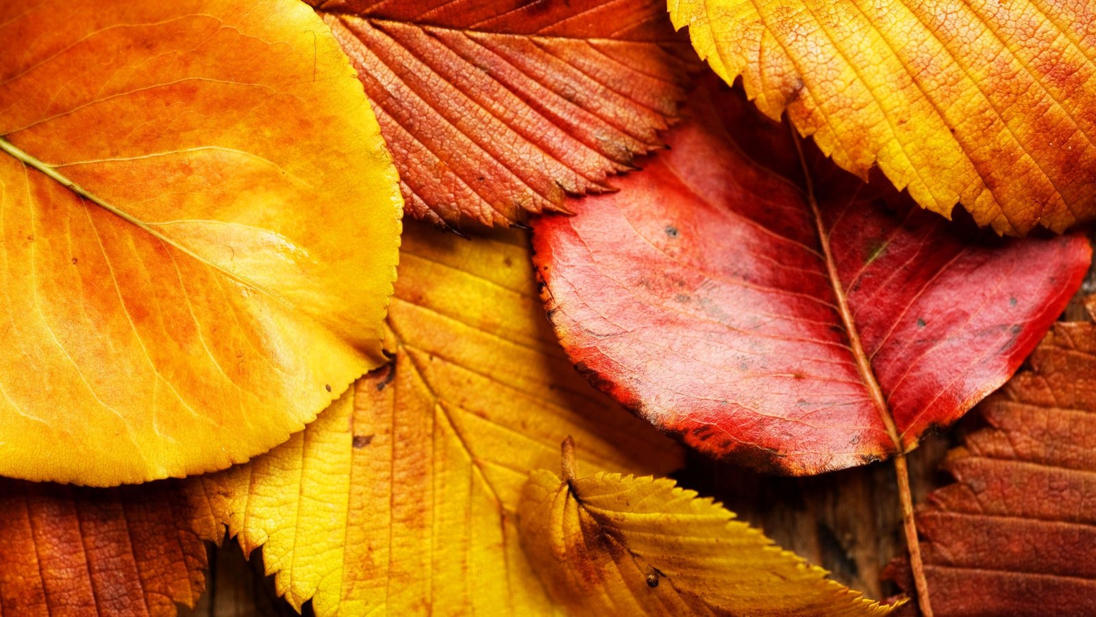 Обои природа, листья, макро, осень, красные листья, желтые листья, осенние листья, nature, leaves, macro, autumn, red leaves, yellow leaves, autumn leaves разрешение 2560x1600 Загрузить