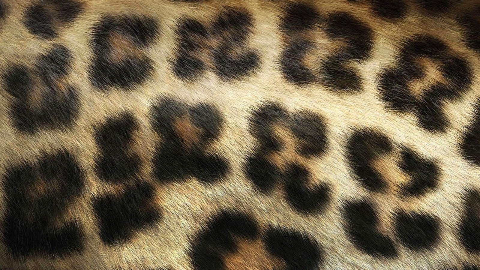 Обои текстура, леопард, мех, texture, leopard, fur разрешение 1920x1200 Загрузить