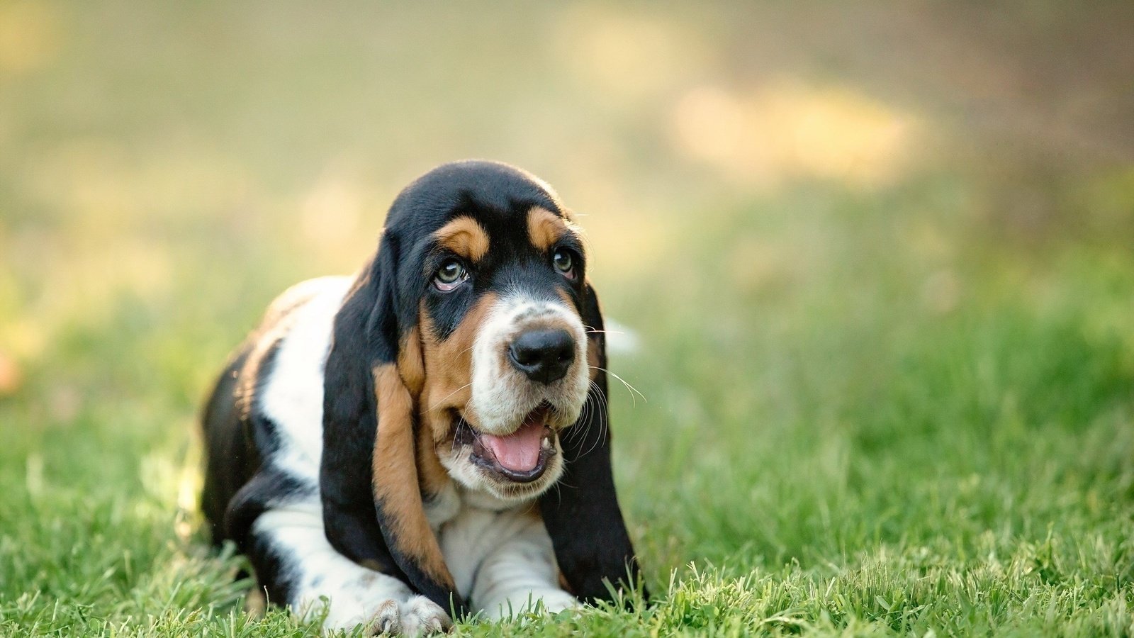 Обои морда, трава, собака, щенок, бассет, бассет-хаунд, face, grass, dog, puppy, bassett, the basset hound разрешение 2560x1600 Загрузить