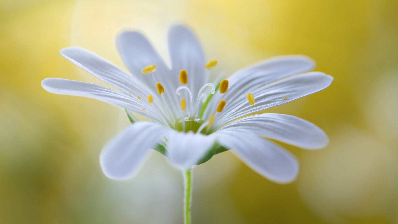 Обои цветок, лепестки, белый, тычинки, размытость, звездчатка, flower, petals, white, stamens, blur, stellaria разрешение 2048x1200 Загрузить