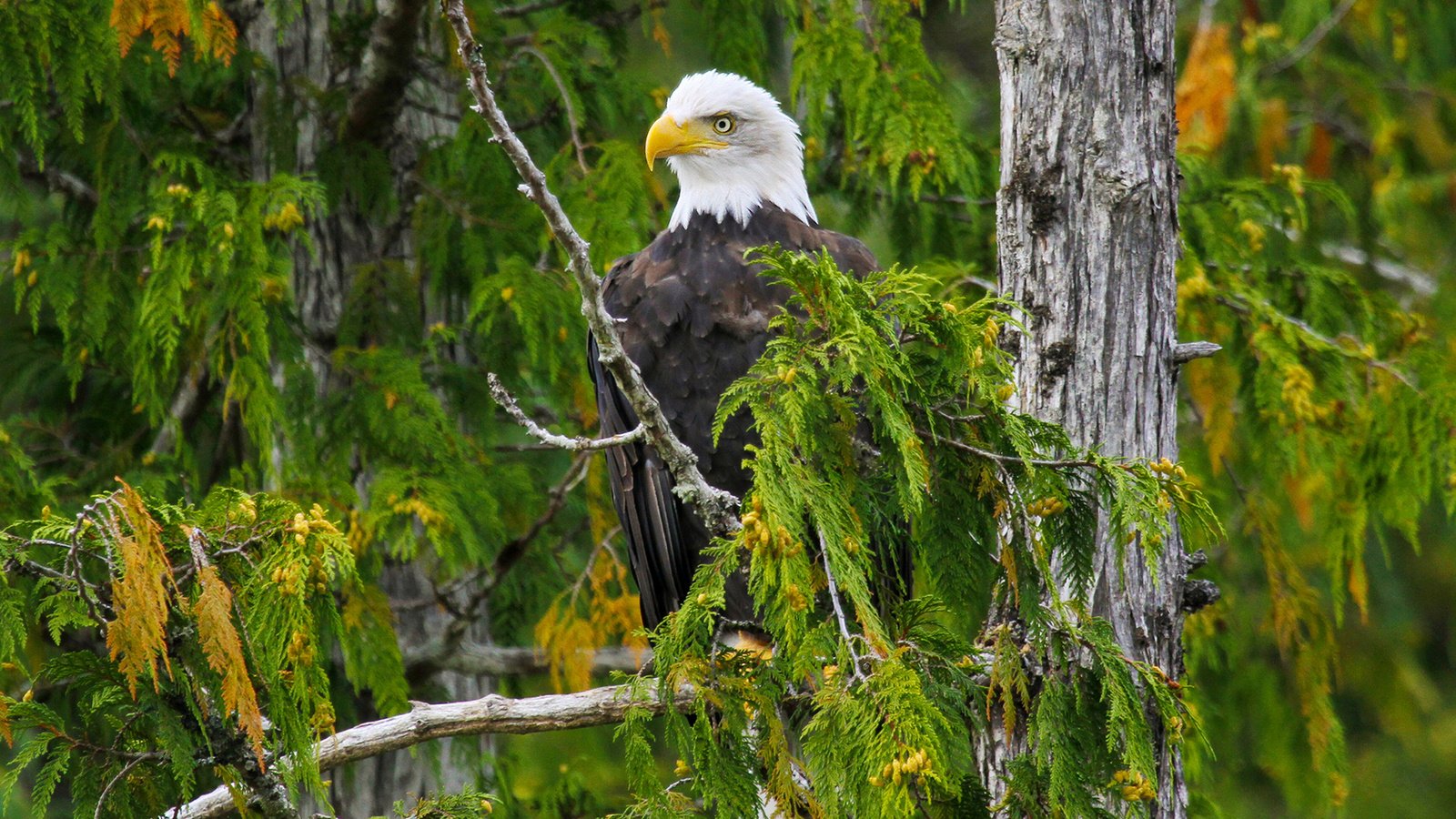 Обои дерево, лес, ветки, орел, птица, белоголовый орлан, tree, forest, branches, eagle, bird, bald eagle разрешение 1920x1200 Загрузить