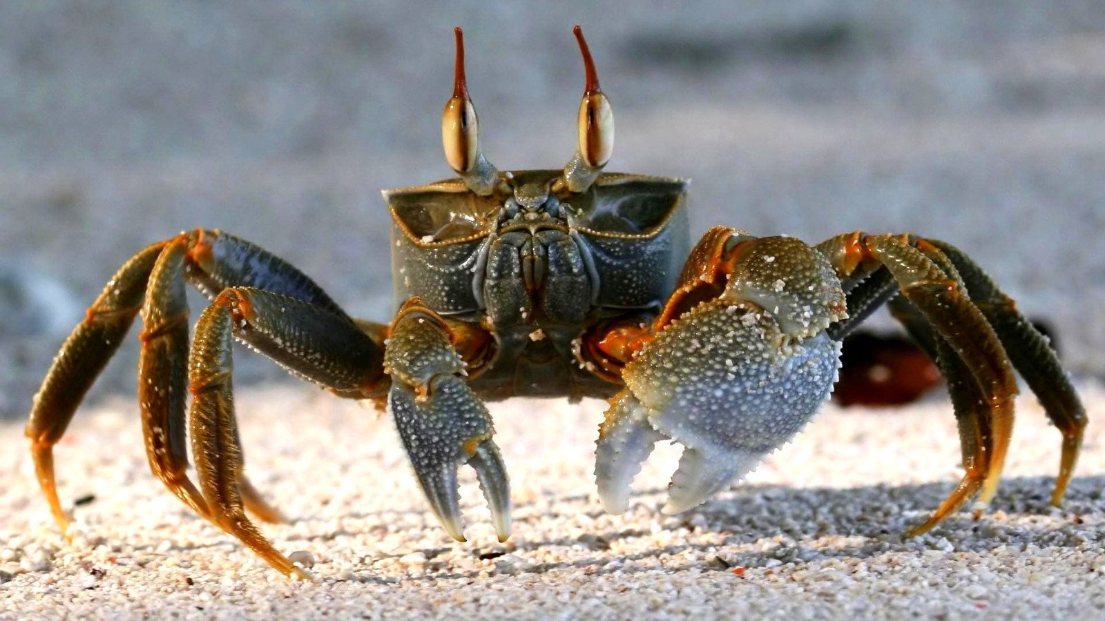 Обои песок, пляж, краб, клешни, sand, beach, crab, claws разрешение 1920x1200 Загрузить