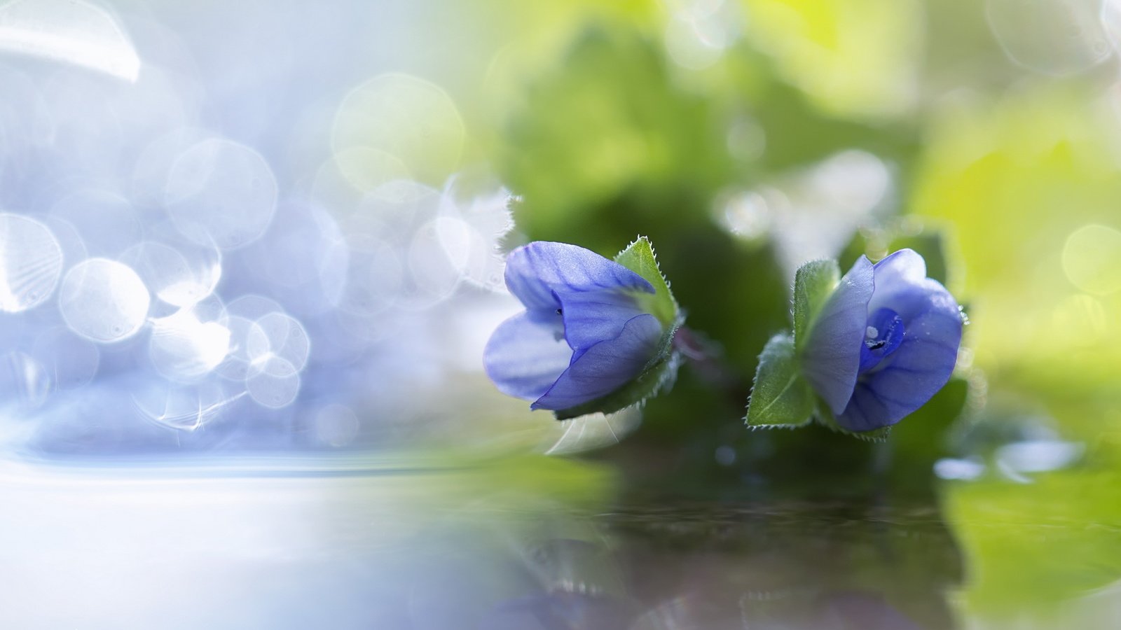 Обои цветы, макро, лепестки, синие, боке, flowers, macro, petals, blue, bokeh разрешение 2560x1440 Загрузить