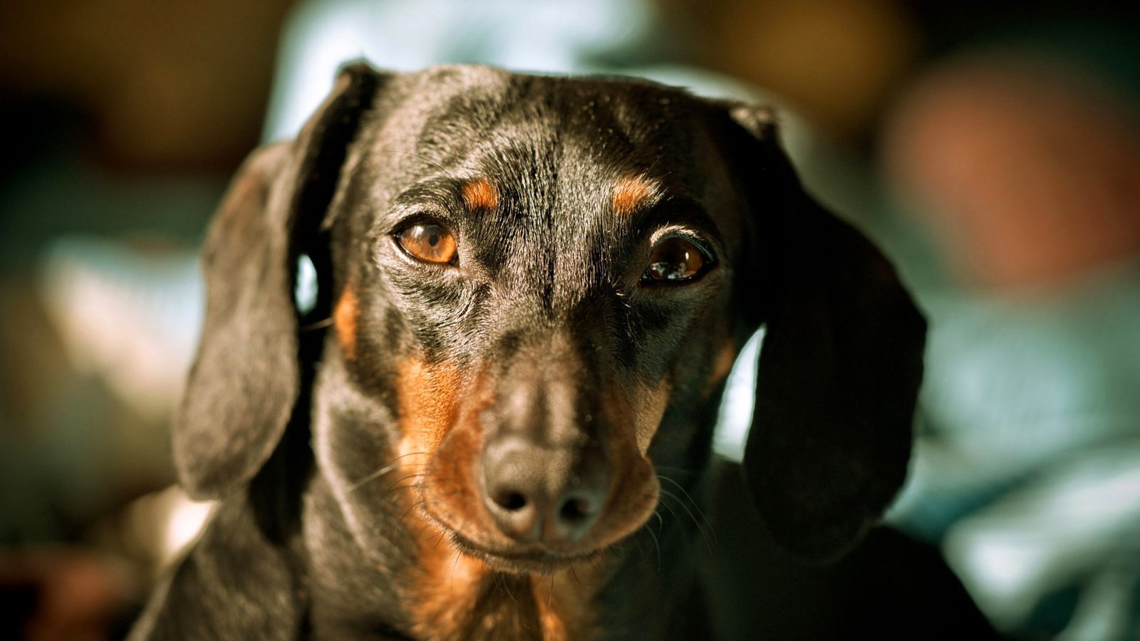 Обои морда, собака, животное, такса, face, dog, animal, dachshund разрешение 2560x1600 Загрузить