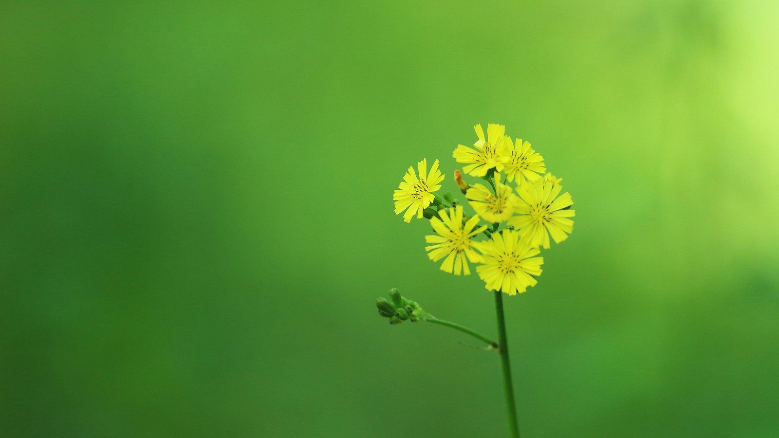 Обои цветок, лепестки, стебель, желтые, соцветие, flower, petals, stem, yellow, inflorescence разрешение 2048x1320 Загрузить