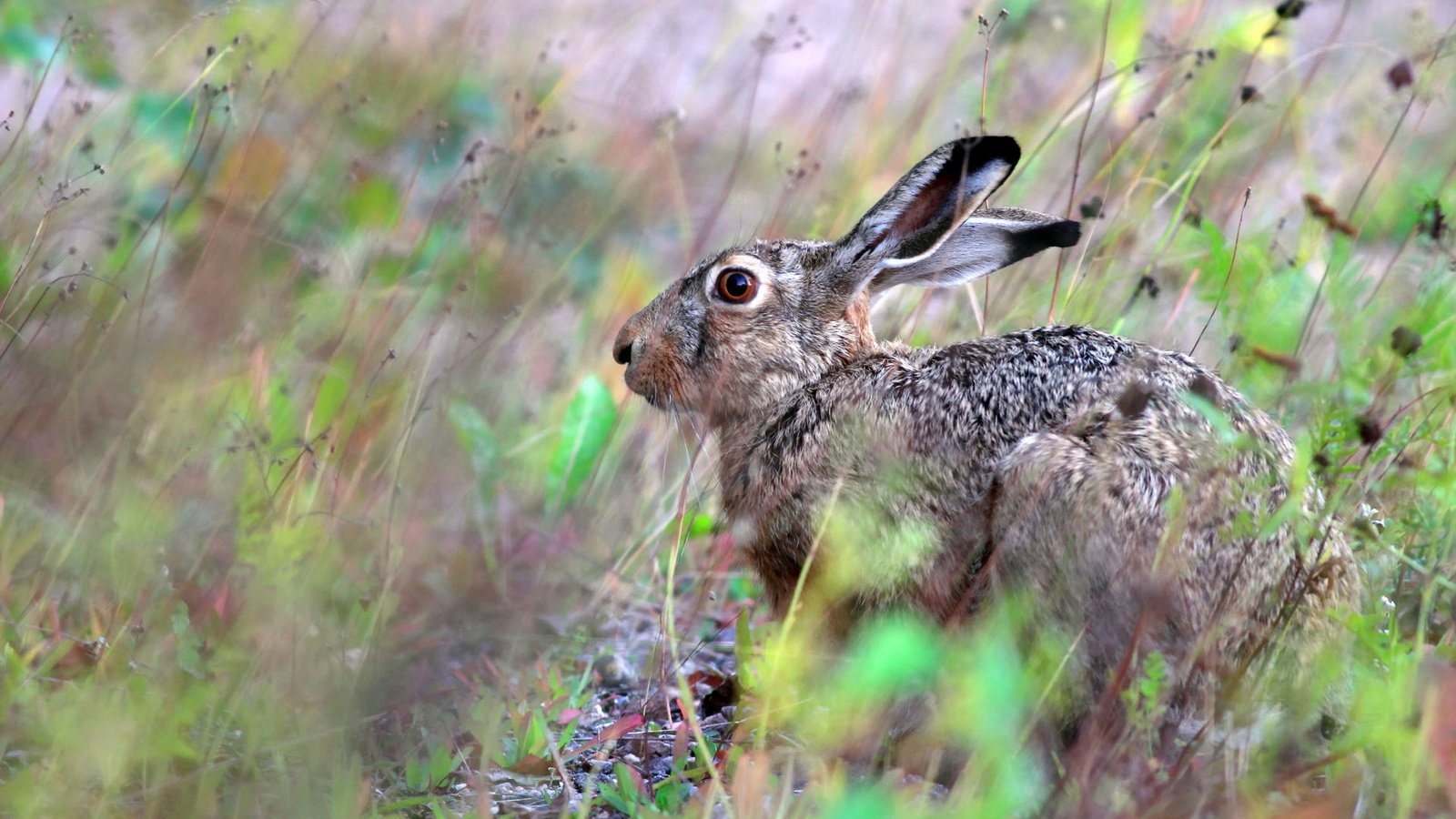 Обои природа, фон, животные, заяц, русак, nature, background, animals, hare разрешение 1920x1280 Загрузить