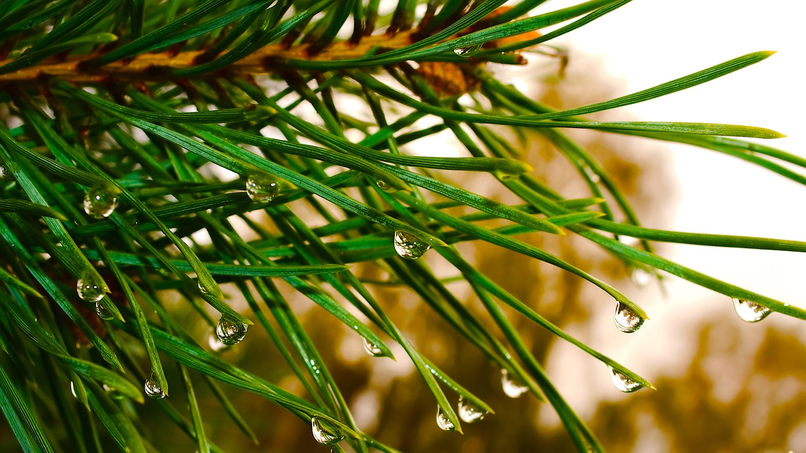 Обои природа, сосна, елка, зелень, хвоя, макро, капли, ель, дождь, nature, pine, tree, greens, needles, macro, drops, spruce, rain разрешение 3098x2065 Загрузить