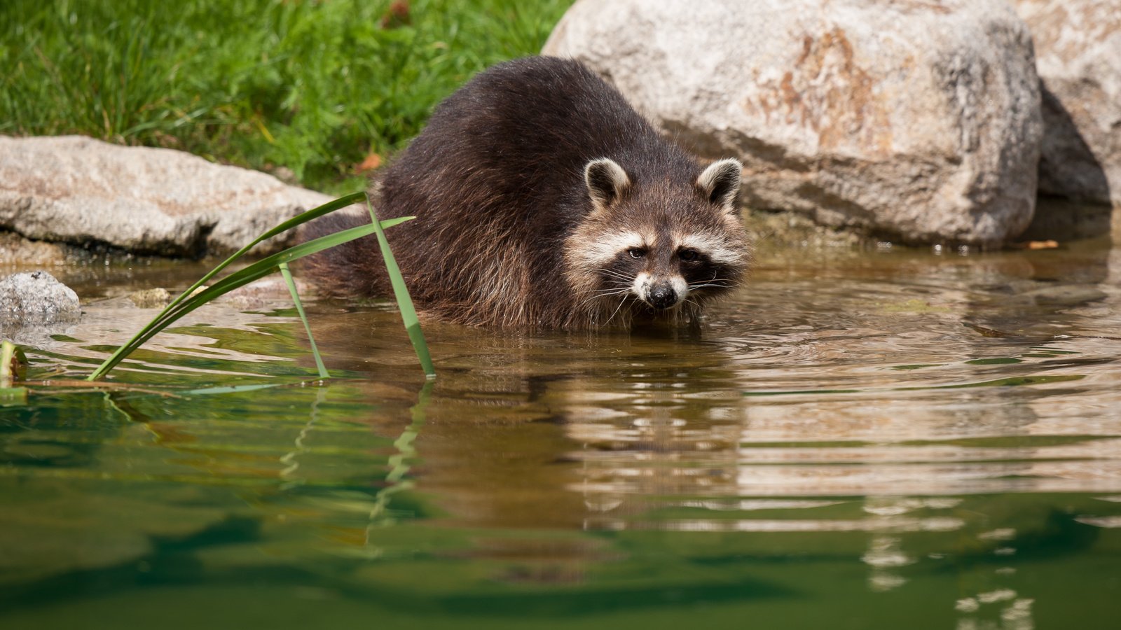 Обои вода, камни, животное, енот, water, stones, animal, raccoon разрешение 3888x2592 Загрузить