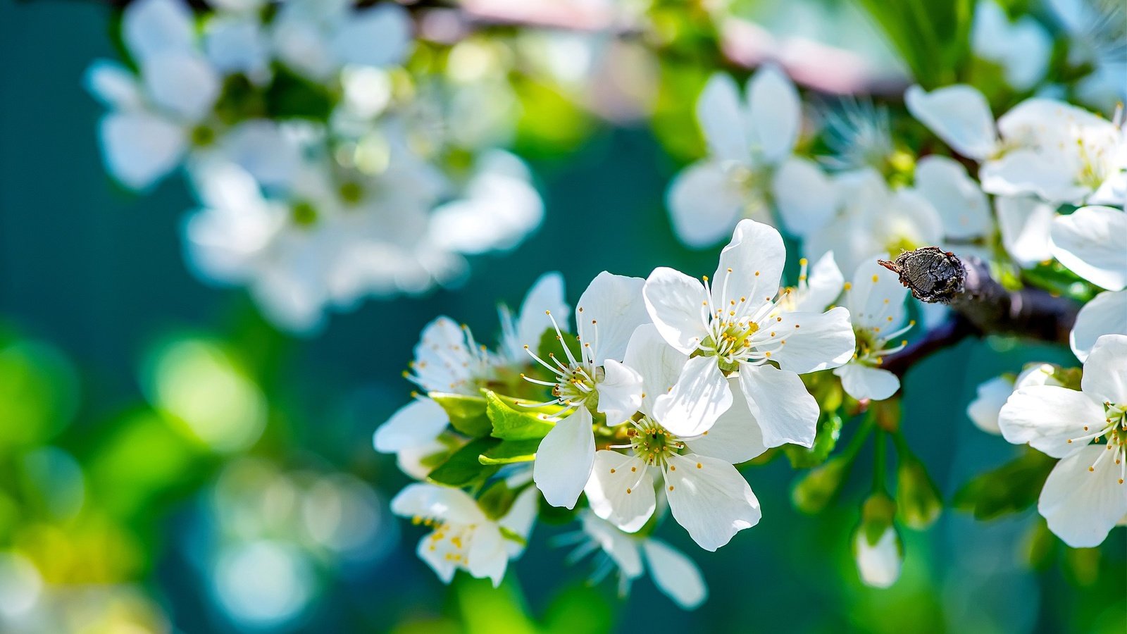 Обои природа, цветение, ветки, весна, яблоня, боке, nature, flowering, branches, spring, apple, bokeh разрешение 2560x1600 Загрузить