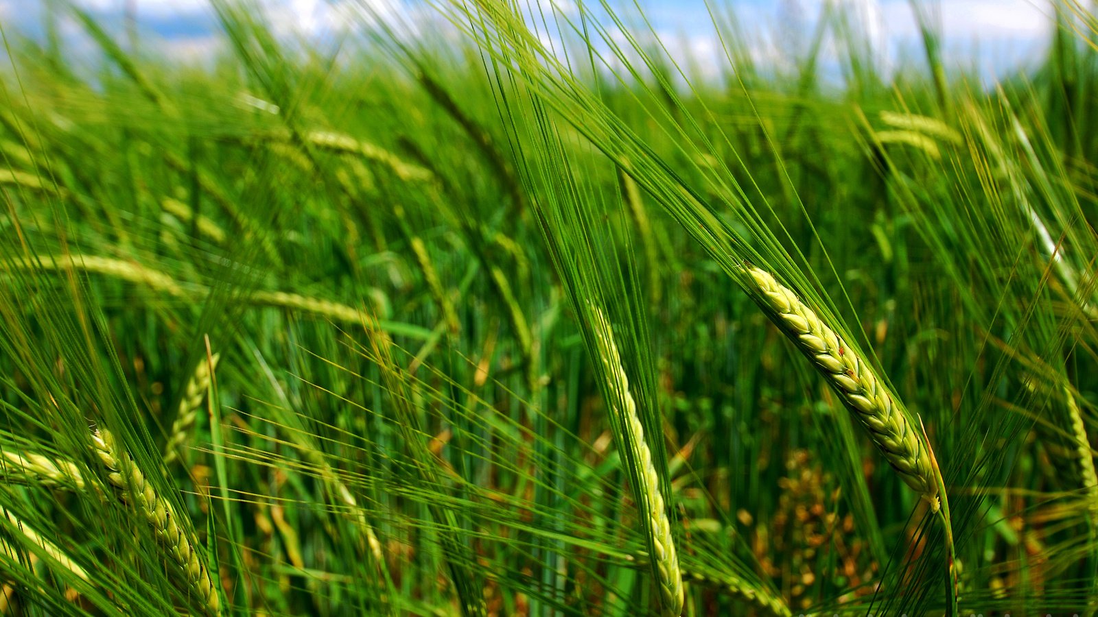 Обои природа, макро, поле, колосья, пшеница, nature, macro, field, ears, wheat разрешение 2560x1600 Загрузить