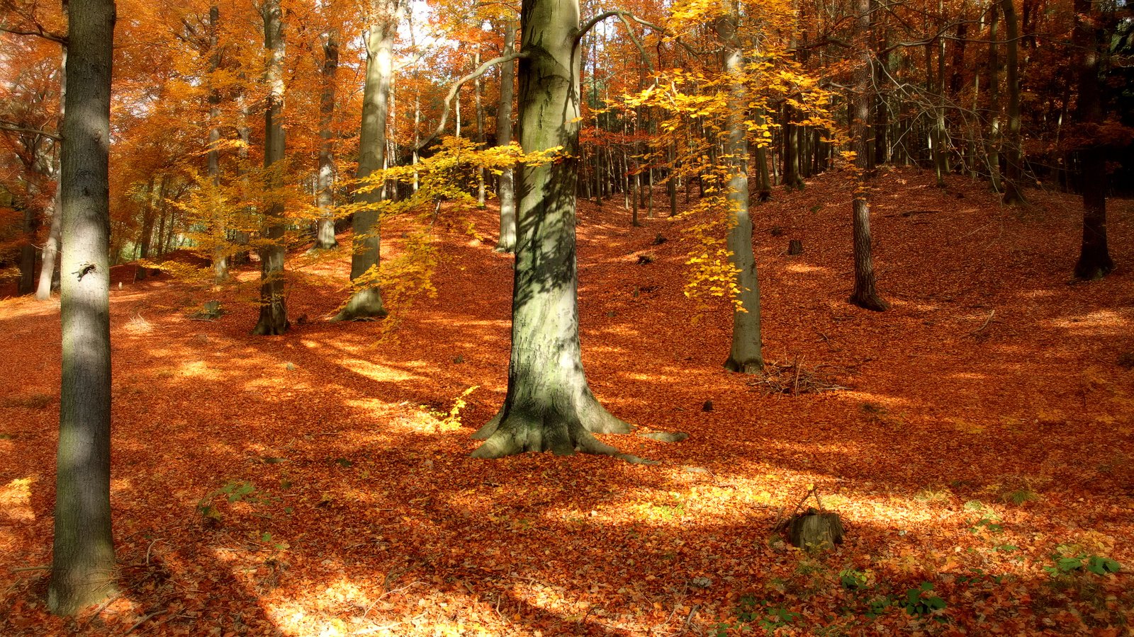 Обои деревья, природа, лес, листья, парк, стволы, осень, trees, nature, forest, leaves, park, trunks, autumn разрешение 2500x1563 Загрузить