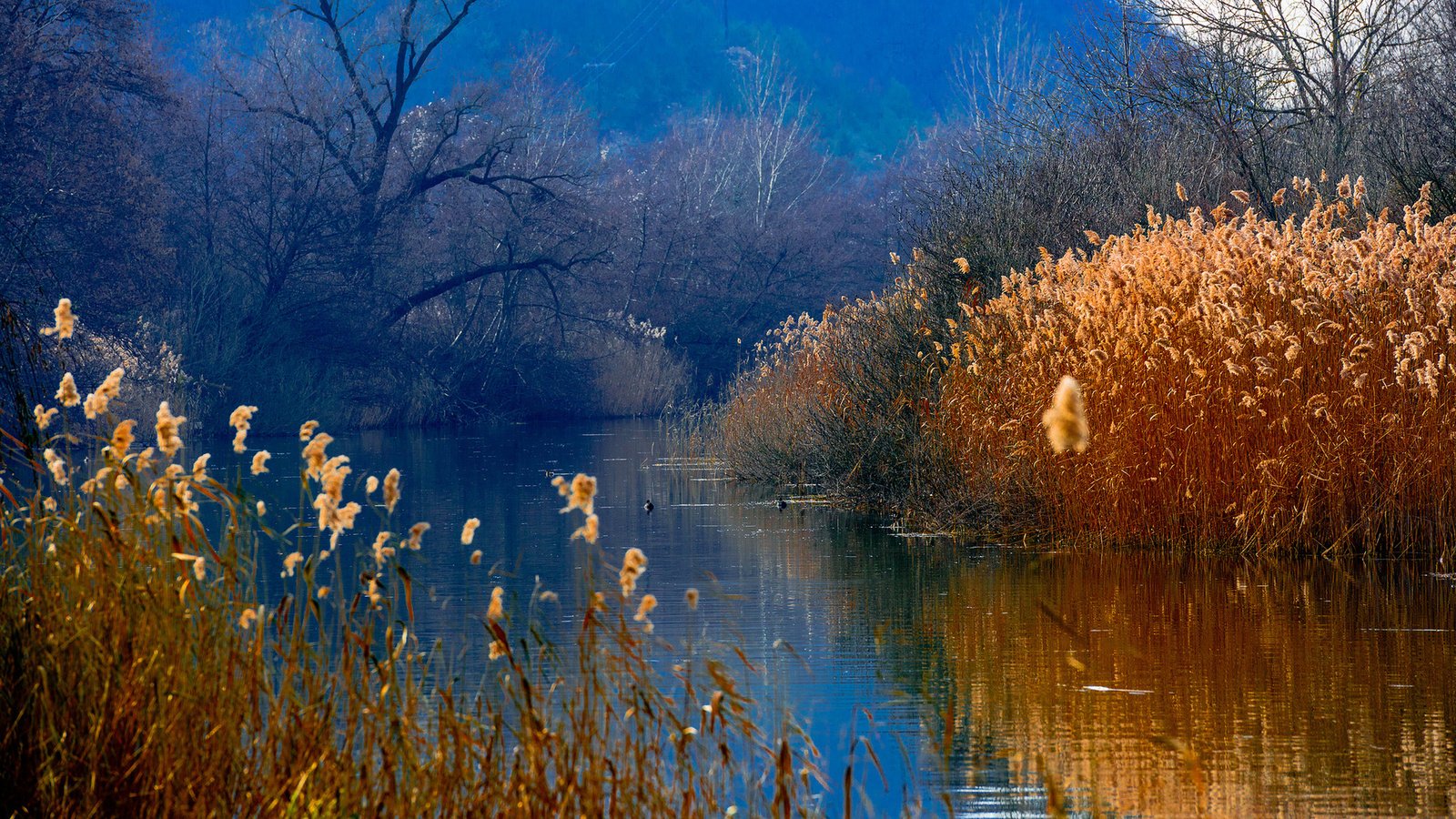 Обои озеро, горы, лес, утки, камыш, lake, mountains, forest, duck, reed разрешение 1920x1080 Загрузить