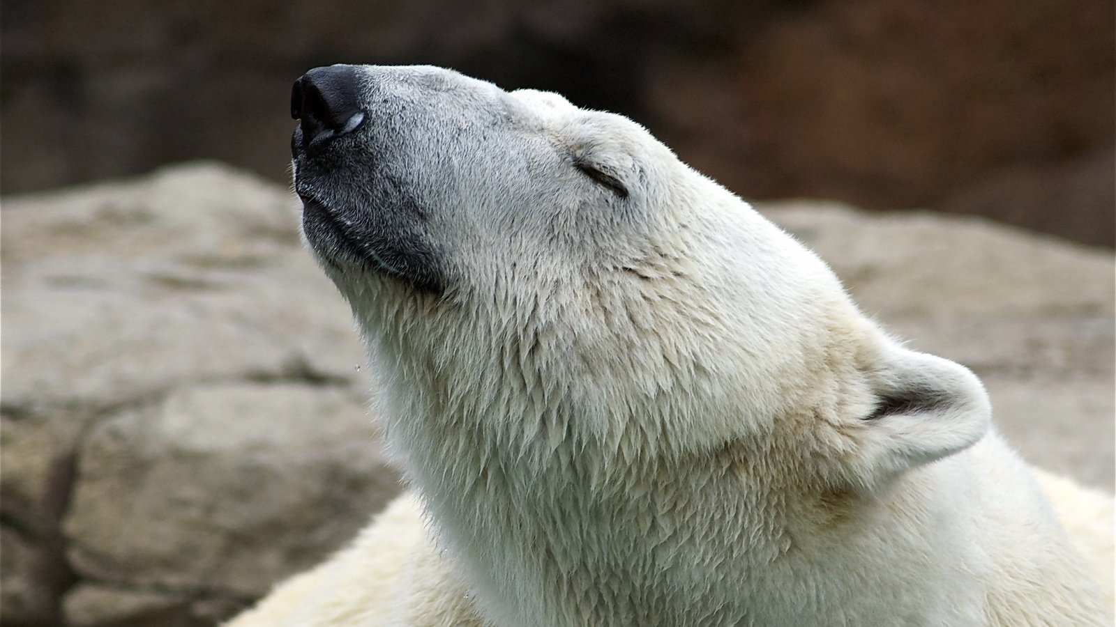 Обои морда, природа, поза, полярный медведь, белый медведь, медьведь, face, nature, pose, polar bear, medved разрешение 2560x1600 Загрузить