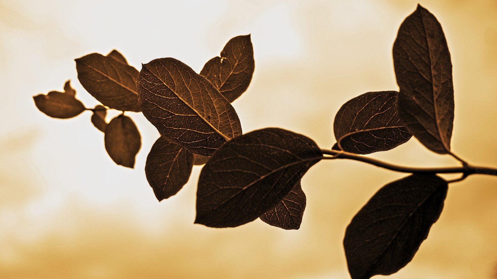 Обои ветка, природа, листья, макро, фон, прожилки, branch, nature, leaves, macro, background, veins разрешение 1920x1200 Загрузить