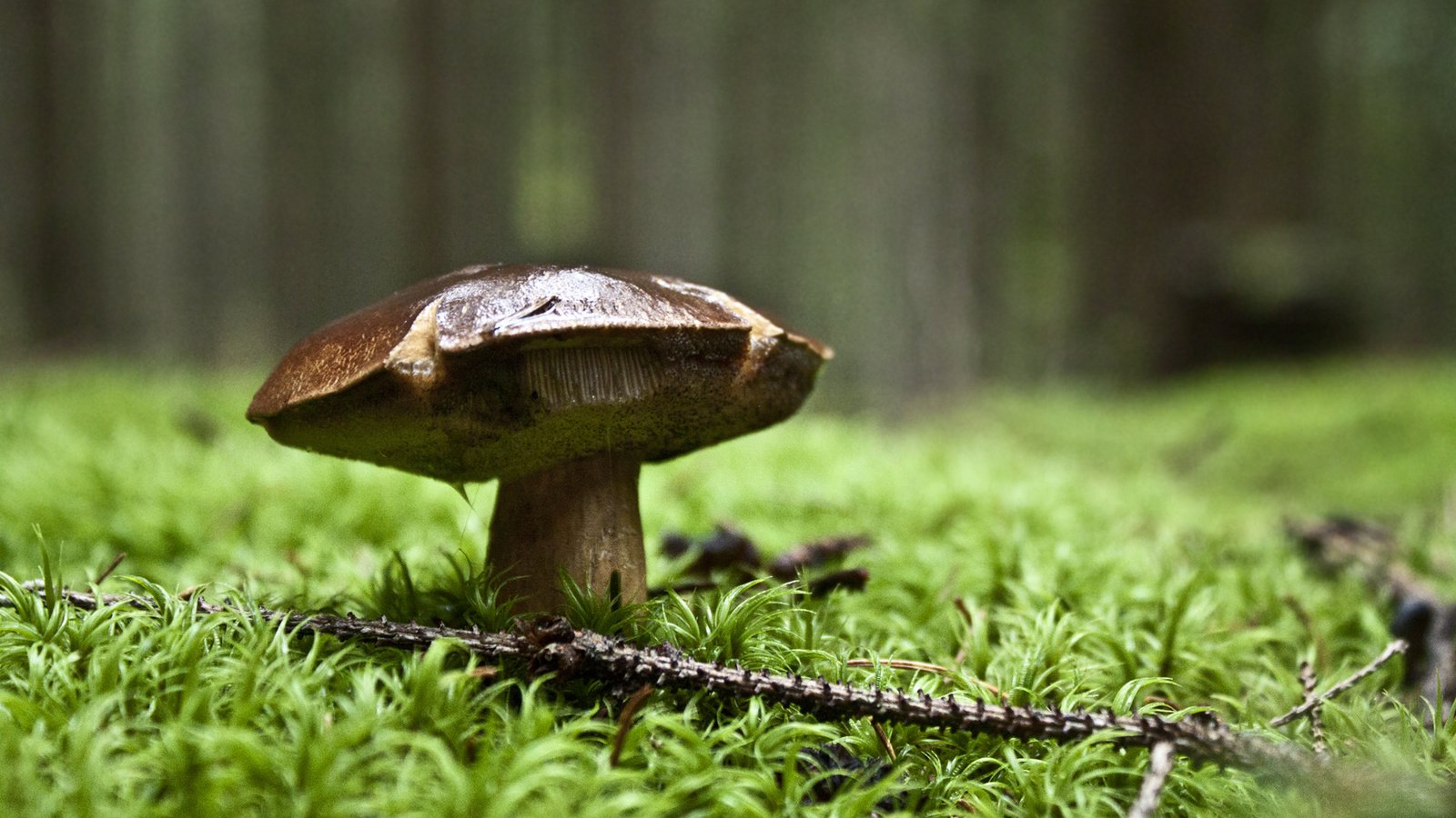 Обои природа, зелень, лес, гриб, nature, greens, forest, mushroom разрешение 1920x1200 Загрузить