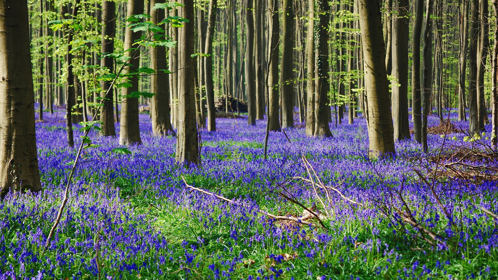 Обои цветы, трава, деревья, лес, flowers, grass, trees, forest разрешение 2048x1371 Загрузить