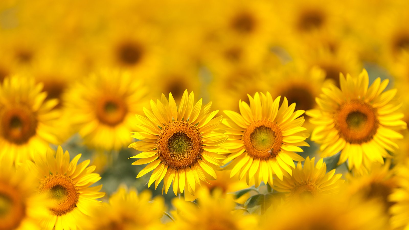 Обои цветы, поле, лепестки, размытость, подсолнухи, желтые, flowers, field, petals, blur, sunflowers, yellow разрешение 5616x3744 Загрузить