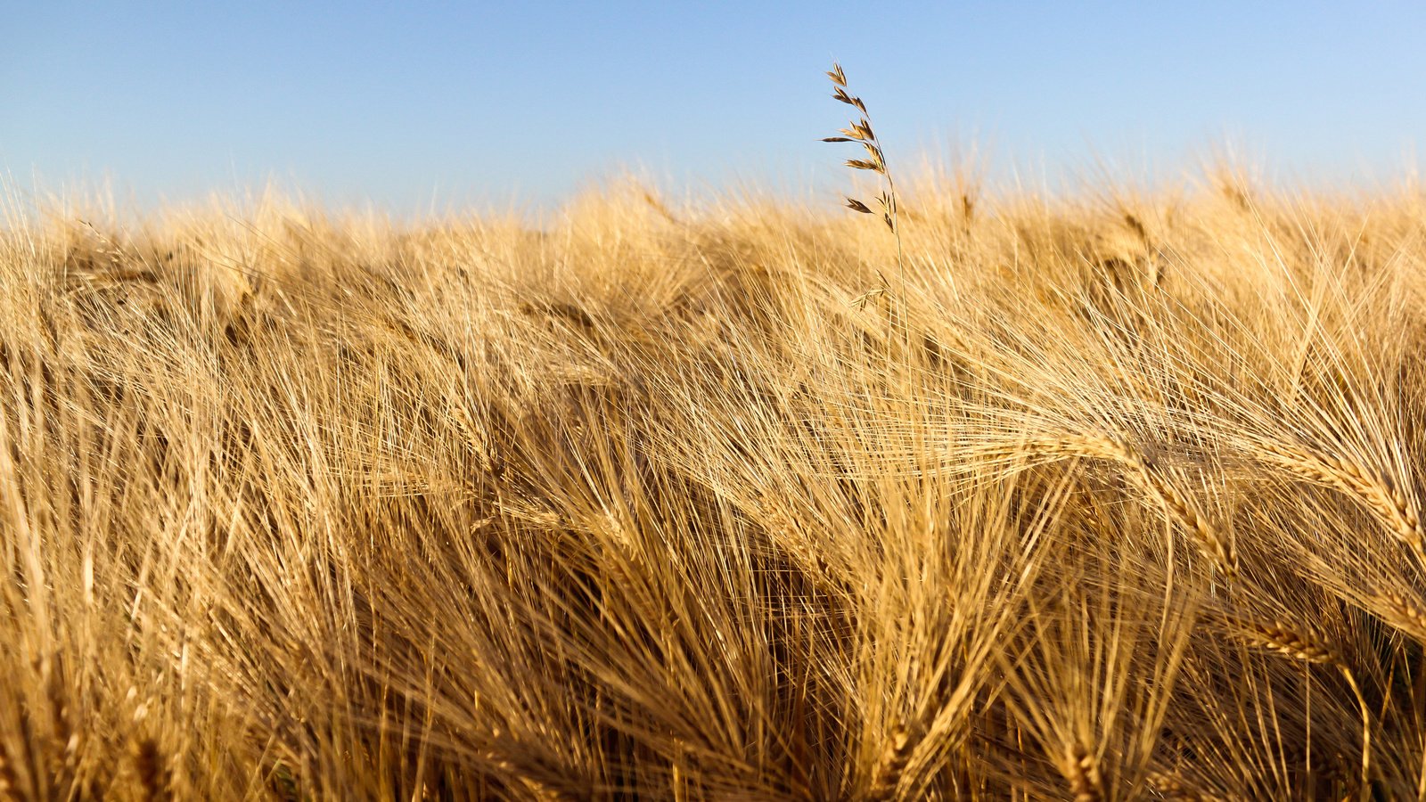 Обои небо, природа, макро, поле, колосья, пшеница, урожай, the sky, nature, macro, field, ears, wheat, harvest разрешение 2560x1600 Загрузить