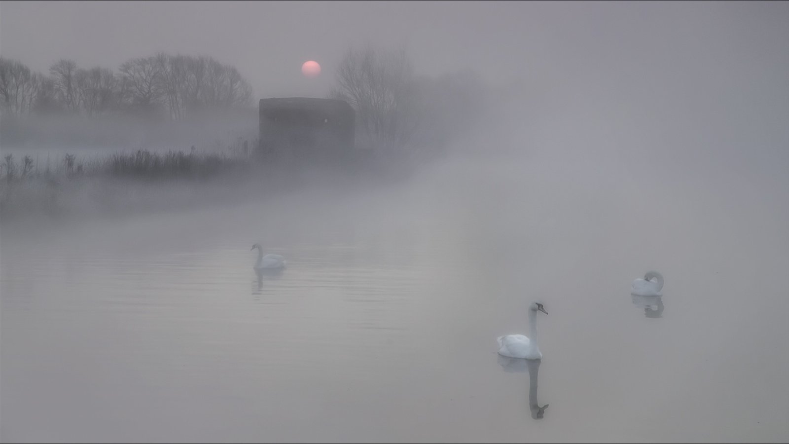 Обои озеро, природа, утро, туман, птицы, лебеди, lake, nature, morning, fog, birds, swans разрешение 2002x1124 Загрузить