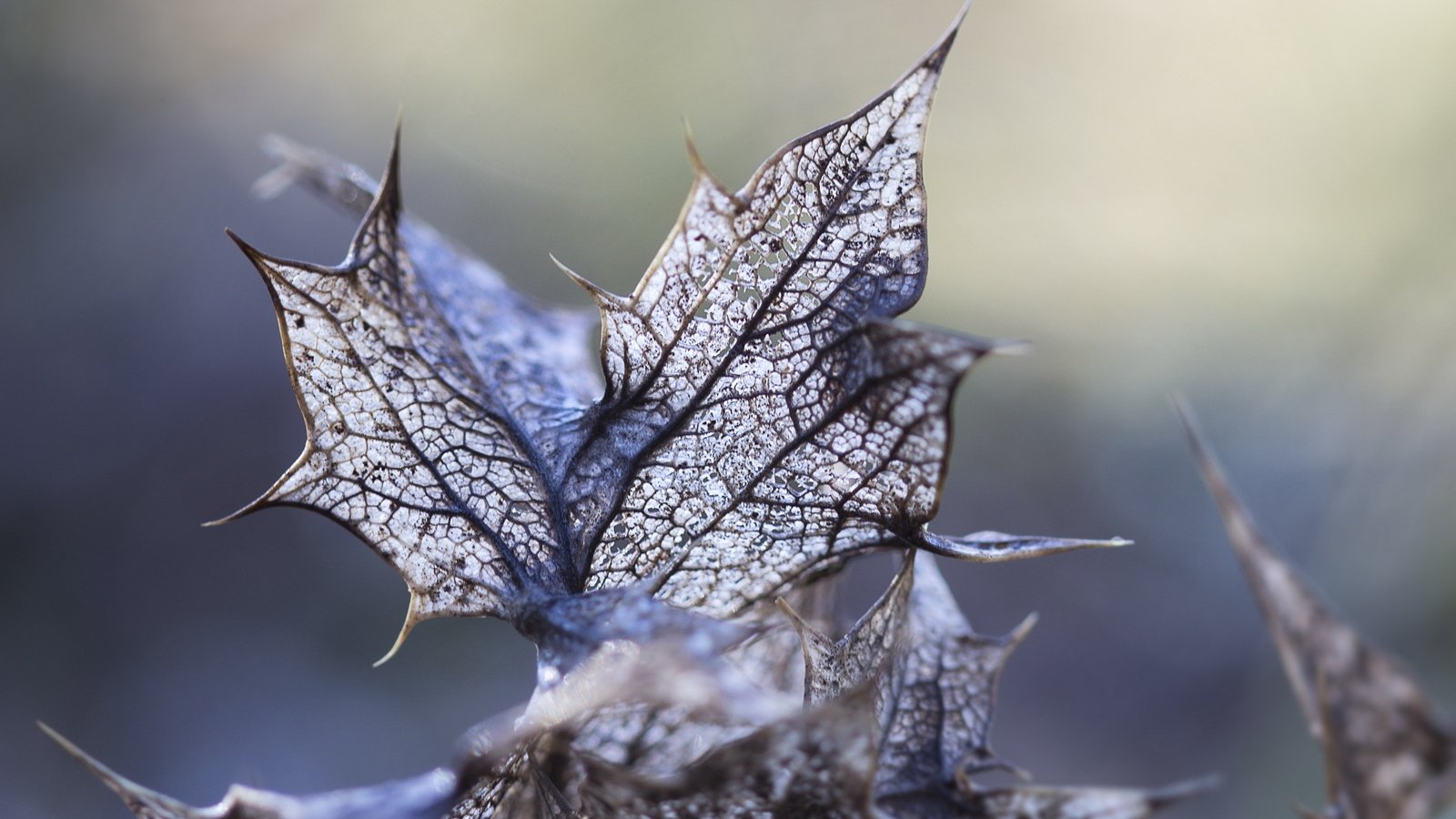 Обои свет, листья, макро, light, leaves, macro разрешение 2560x1600 Загрузить