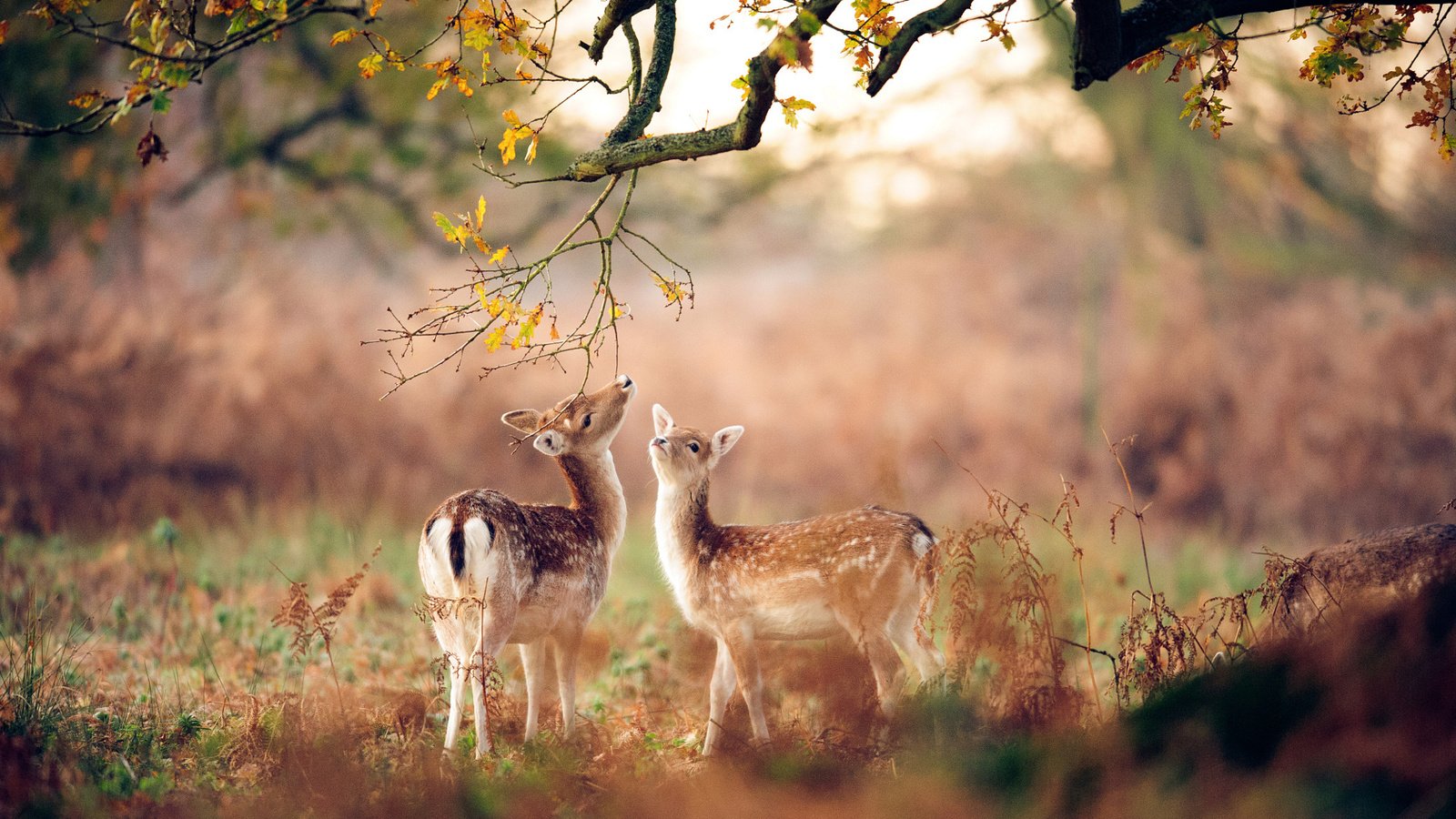 Обои лес, животные, осень, размытость, олени, оленята, forest, animals, autumn, blur, deer, fawns разрешение 2048x1363 Загрузить