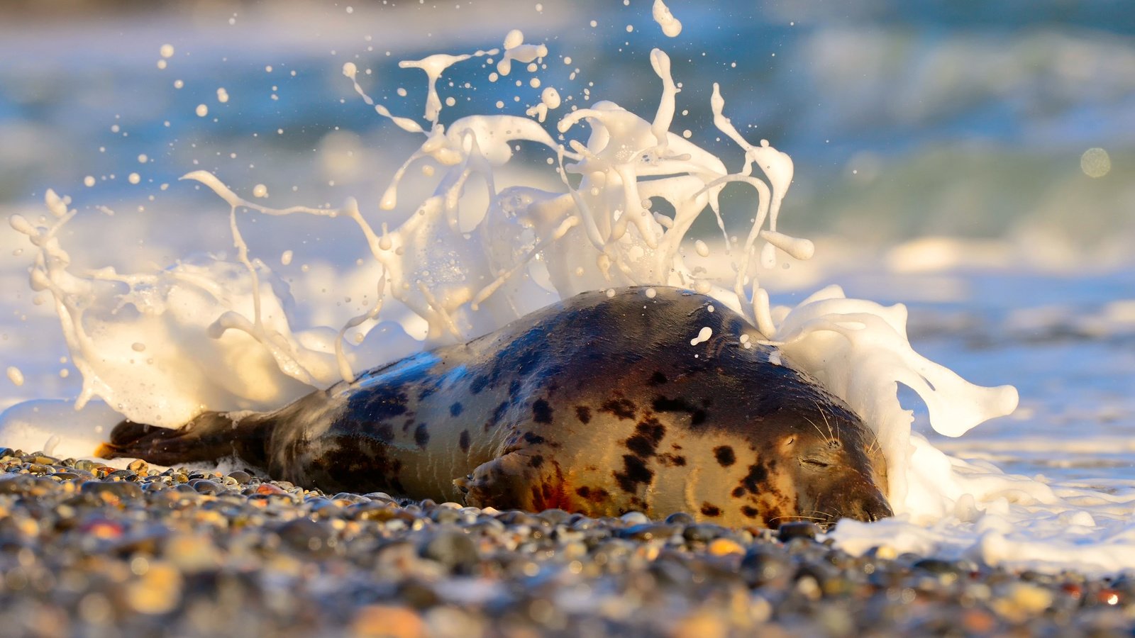 Обои камни, берег, море, животное, пена, тюлень, stones, shore, sea, animal, foam, seal разрешение 2048x1363 Загрузить