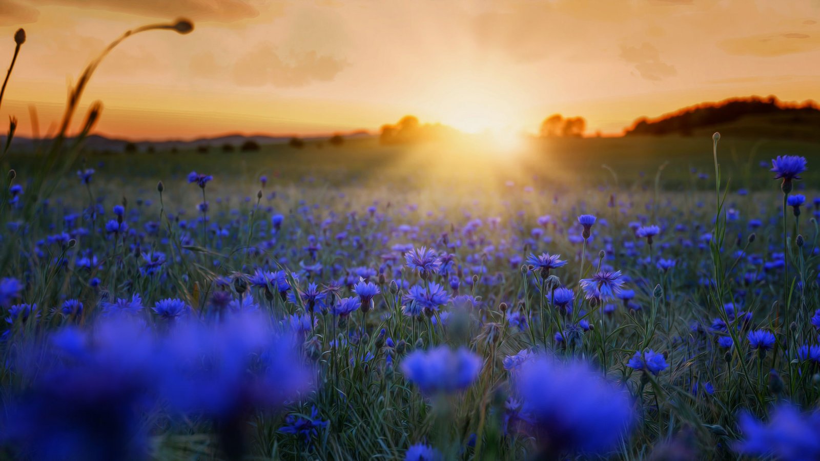Обои цветы, трава, солнце, закат, утро, поле, синие, васильки, flowers, grass, the sun, sunset, morning, field, blue, cornflowers разрешение 2048x1093 Загрузить