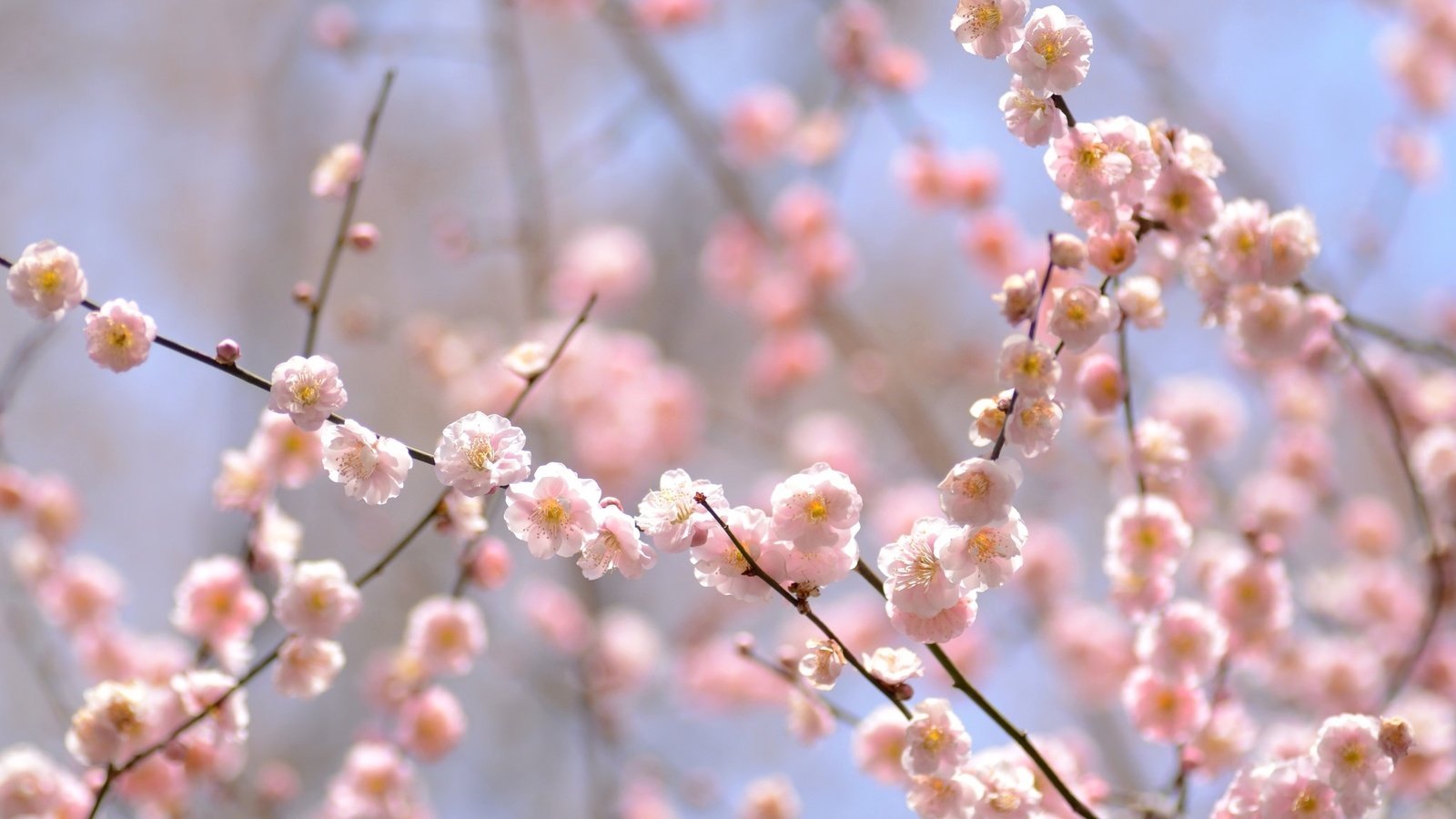 Обои цветение, ветки, весна, розовый, нежность, слива, flowering, branches, spring, pink, tenderness, drain разрешение 2048x1356 Загрузить