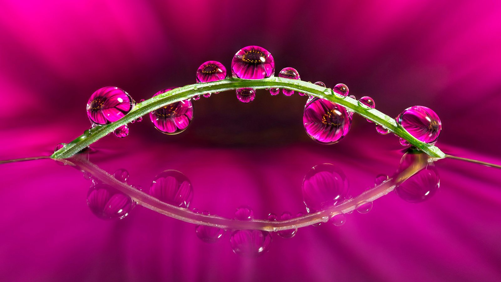 Обои макро, отражение, цветок, капли, macro, reflection, flower, drops разрешение 2048x1267 Загрузить