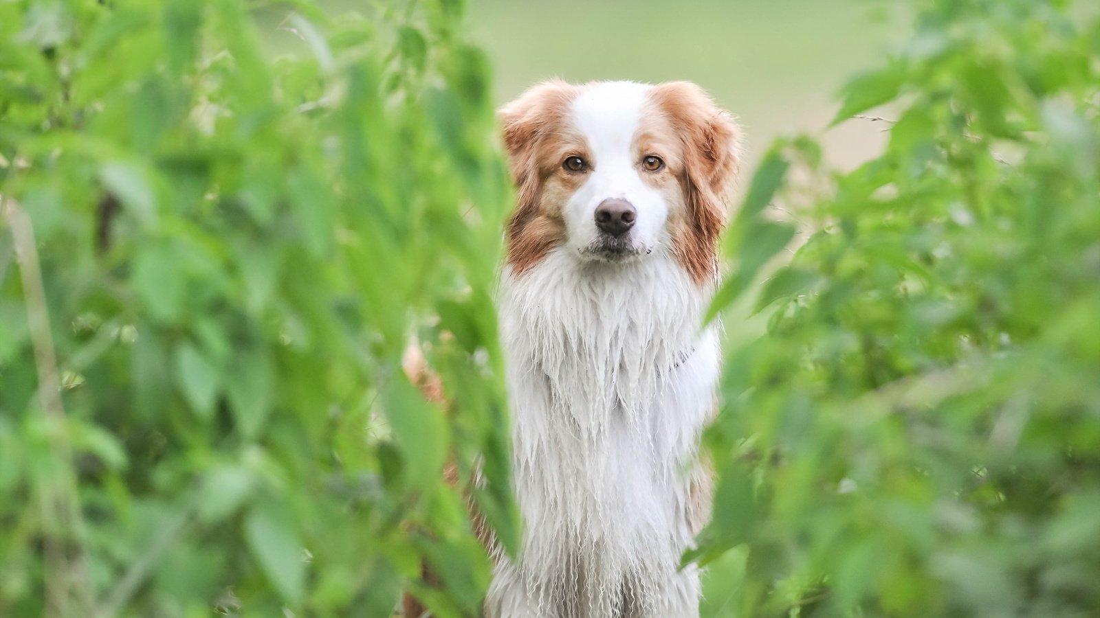 Обои растения, мордочка, взгляд, собака, plants, muzzle, look, dog разрешение 2048x1360 Загрузить