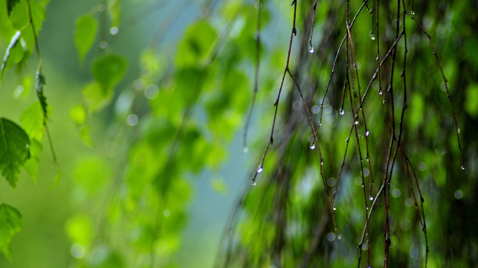 Обои природа, зелень, листья, макро, ветки, капли, nature, greens, leaves, macro, branches, drops разрешение 2560x1600 Загрузить