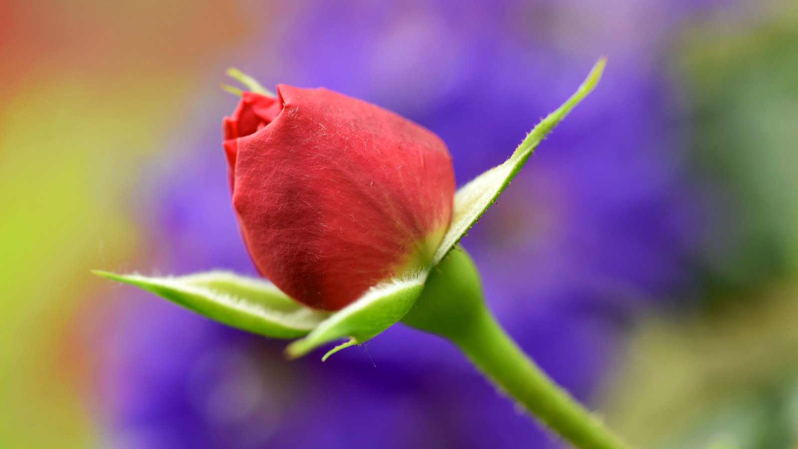 Обои цветок, роза, лепестки, размытость, бутон, стебель, flower, rose, petals, blur, bud, stem разрешение 2048x1365 Загрузить