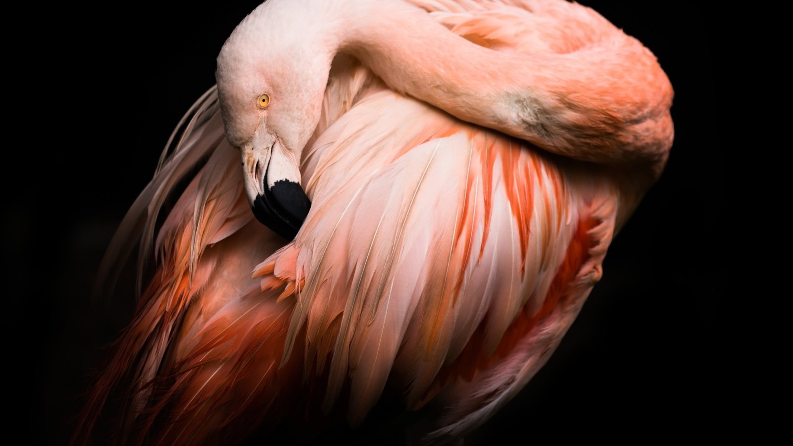 Обои фламинго, птица, клюв, черный фон, перья, flamingo, bird, beak, black background, feathers разрешение 2048x1365 Загрузить