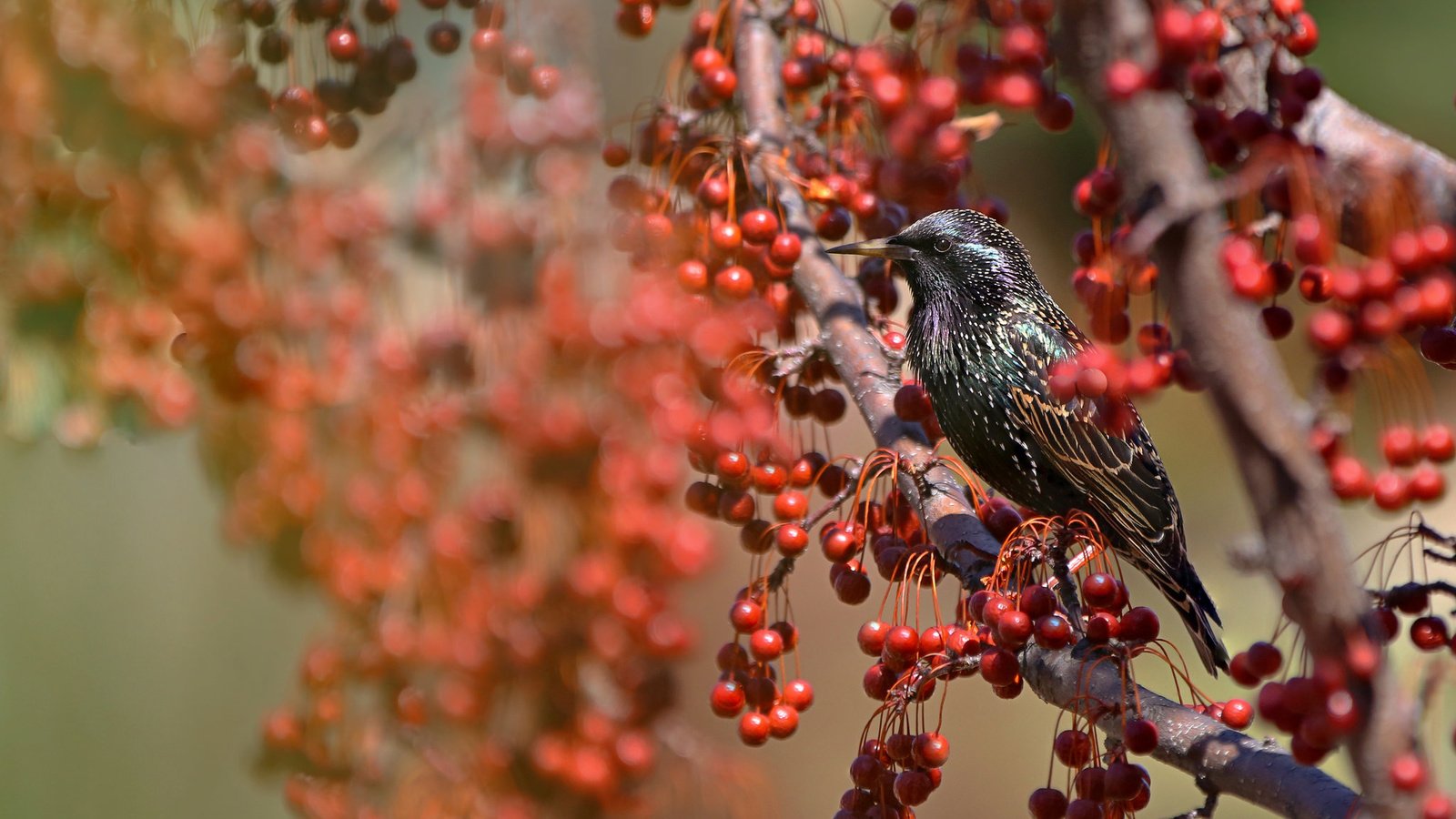 Обои природа, ветки, крылья, птица, клюв, ягоды, перья, скворец, nature, branches, wings, bird, beak, berries, feathers, starling разрешение 2048x1365 Загрузить