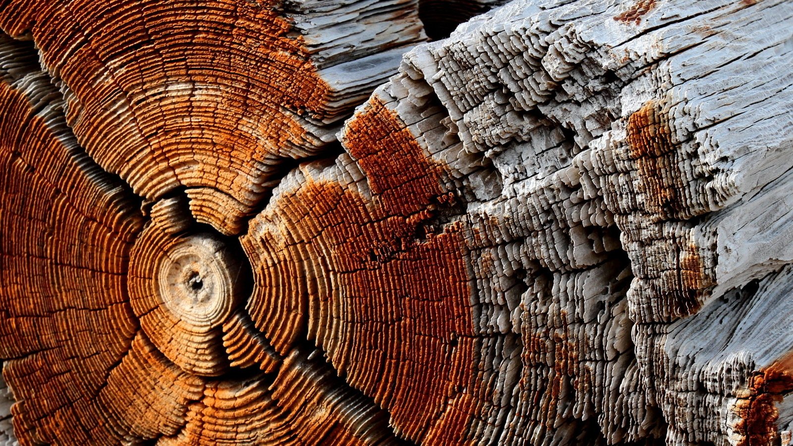 Обои дерево, макро, фон, ствол, древесина, бревно, tree, macro, background, trunk, wood, log разрешение 1920x1200 Загрузить