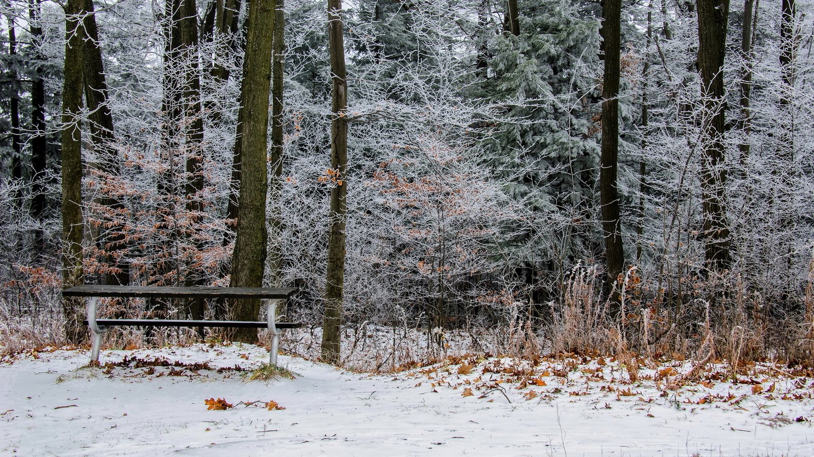 Обои деревья, снег, природа, листья, зима, парк, скамейка, онтарио, trees, snow, nature, leaves, winter, park, bench, ontario разрешение 1920x1200 Загрузить