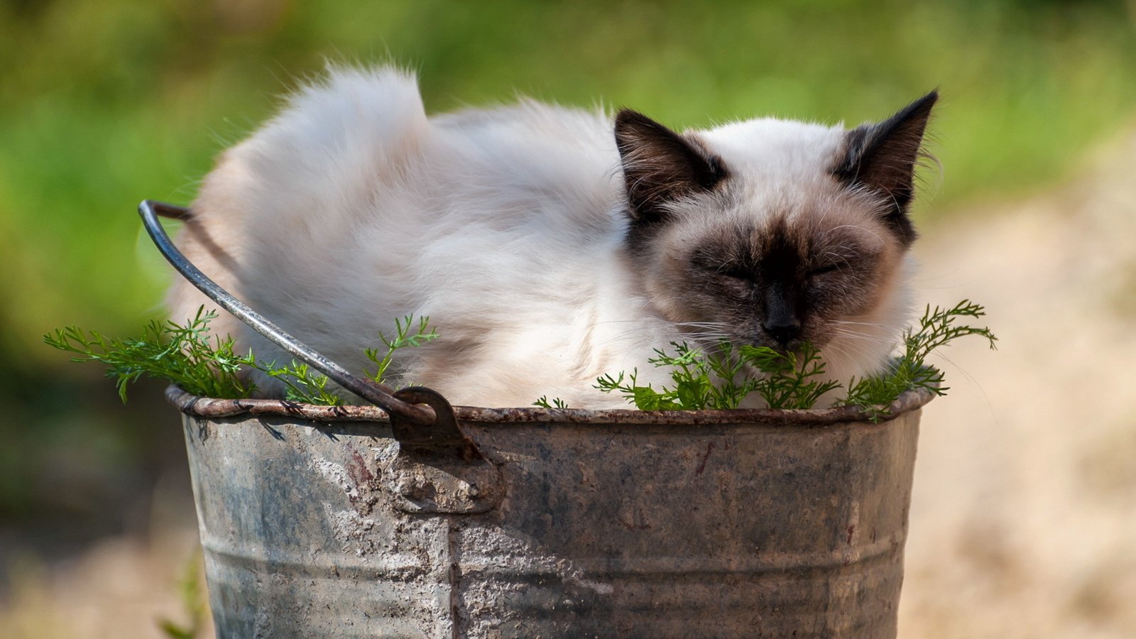 Обои кот, лето, кошка, сиамский, ведро, cat, summer, siamese, bucket разрешение 1920x1080 Загрузить