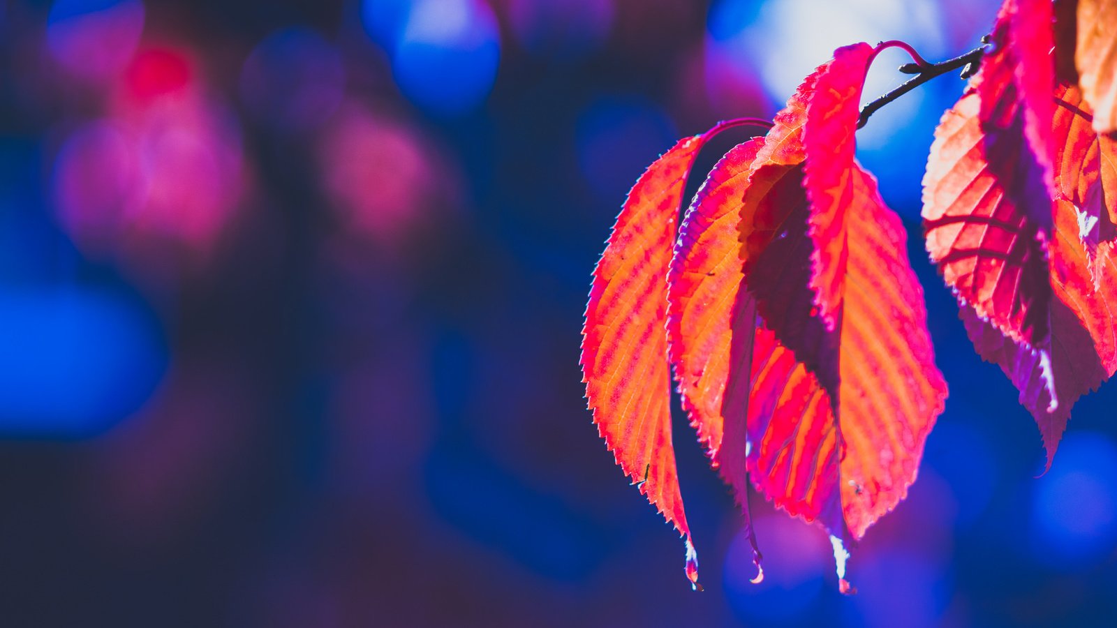 Обои природа, листья, осень, боке, багрянец, nature, leaves, autumn, bokeh, the crimson разрешение 2048x1365 Загрузить