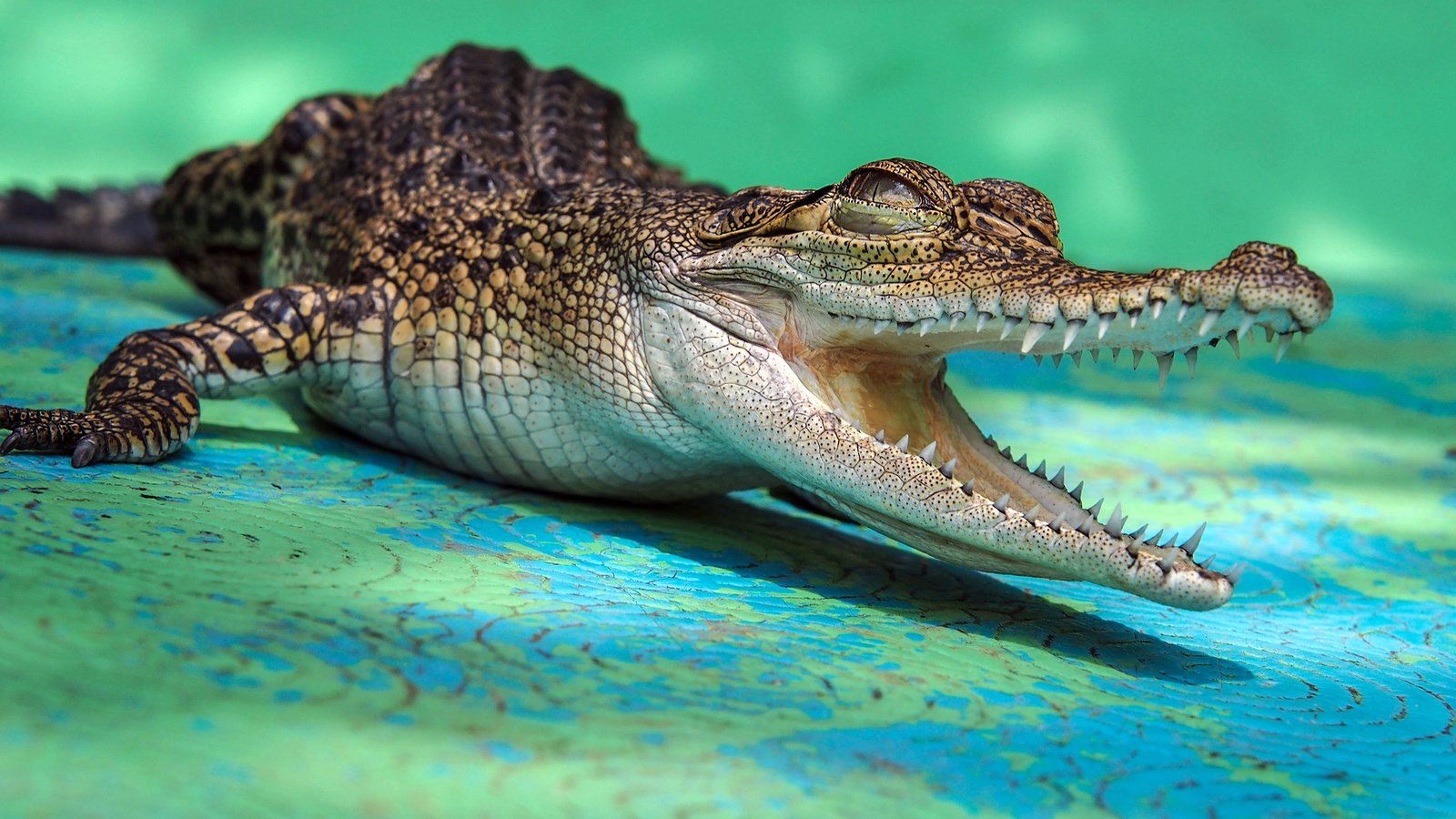 Обои зубы, крокодил, пасть, крокодильчик, аллигатор, teeth, crocodile, mouth, alligator разрешение 2880x1800 Загрузить