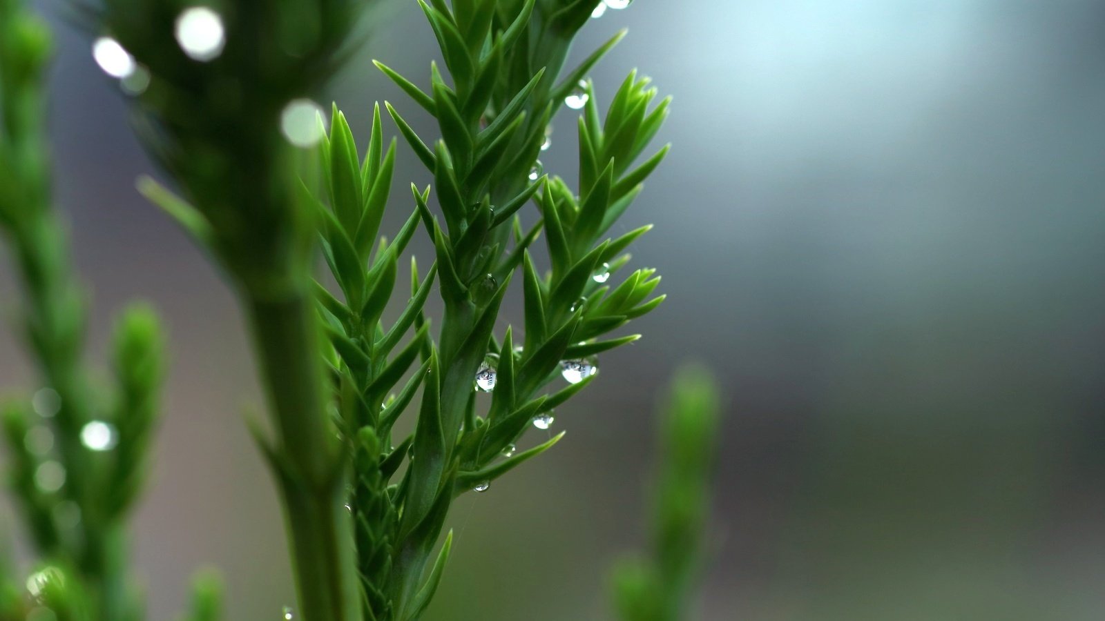 Обои природа, зелень, макро, капли, растение, nature, greens, macro, drops, plant разрешение 2048x1365 Загрузить