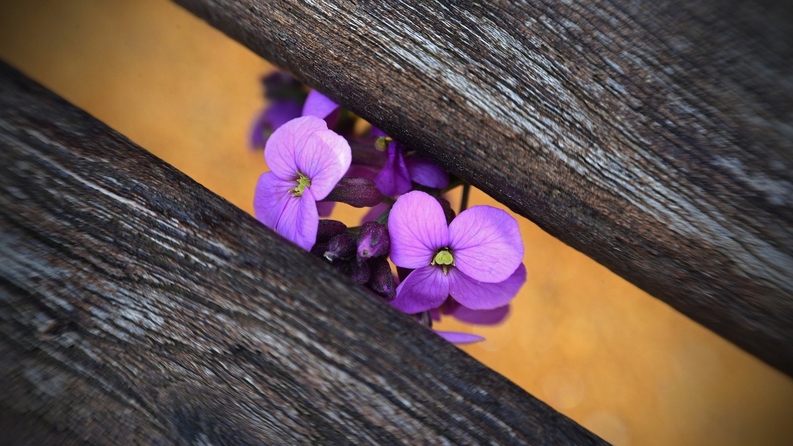 Обои цветы, макро, скамейка, фиалка, flowers, macro, bench, violet разрешение 1920x1200 Загрузить