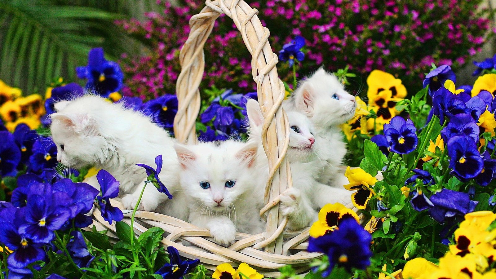 Обои цветы, корзина, белые, кошки, котята, flowers, basket, white, cats, kittens разрешение 1920x1200 Загрузить