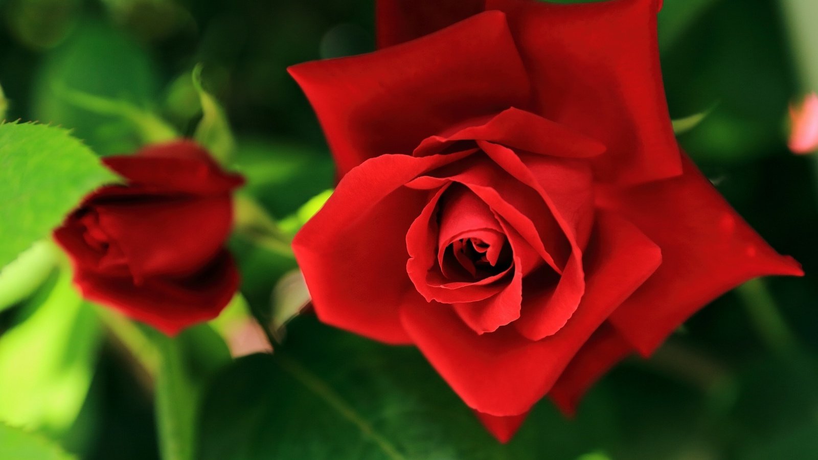 Обои цветы, розы, красные, flowers, roses, red разрешение 2560x1600 Загрузить