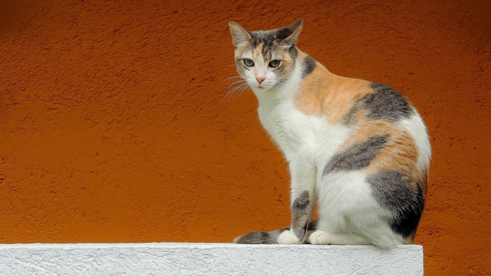 Обои фон, кот, кошка, взгляд, стена, background, cat, look, wall разрешение 2048x1280 Загрузить