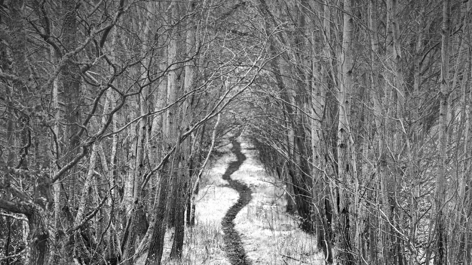 Обои дорога, деревья, снег, зима, чёрно-белое, тропинка, аллея, robin de blanche, road, trees, snow, winter, black and white, path, alley разрешение 2048x1323 Загрузить