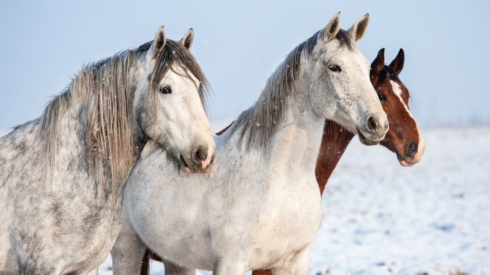 Обои лошади, кони, horse, horses разрешение 1920x1080 Загрузить