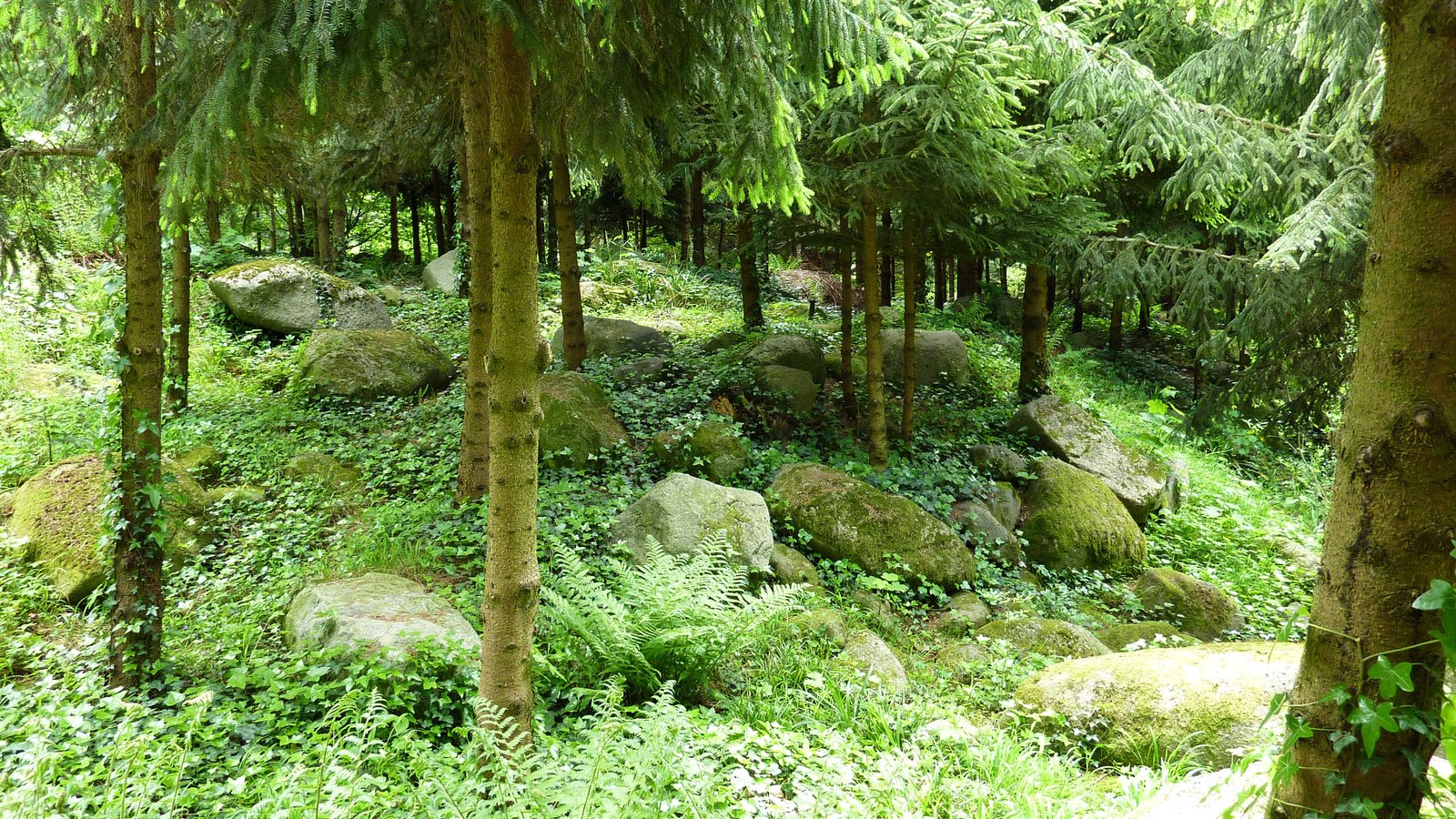 Обои трава, деревья, камни, зелень, хвоя, сад, франция, albert-kahn japanese gardens, grass, trees, stones, greens, needles, garden, france разрешение 2592x1944 Загрузить