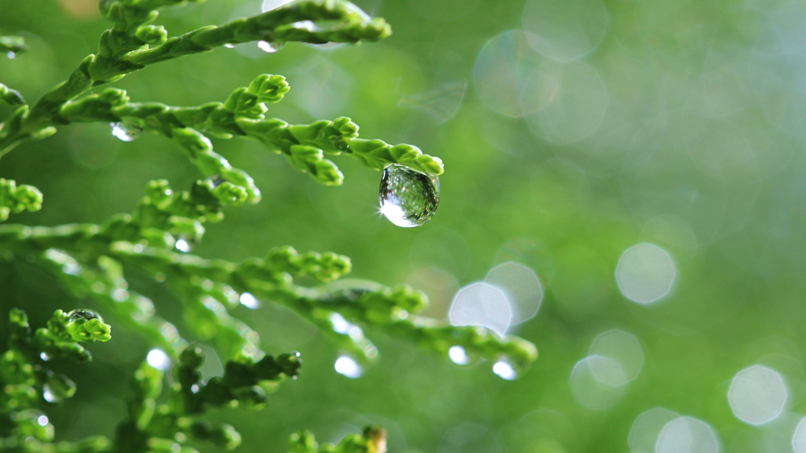 Обои природа, хвоя, капли, капля, растение, боке, веточки, туя, nature, needles, drops, drop, plant, bokeh, twigs разрешение 4000x2667 Загрузить